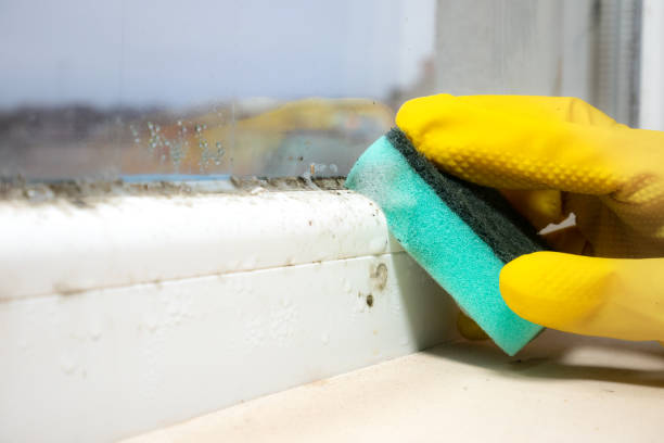Best Industrial Mold Remediation in Ohatchee, AL