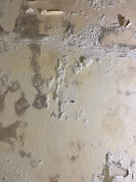 Best Kitchen Mold Remediation in Ohatchee, AL