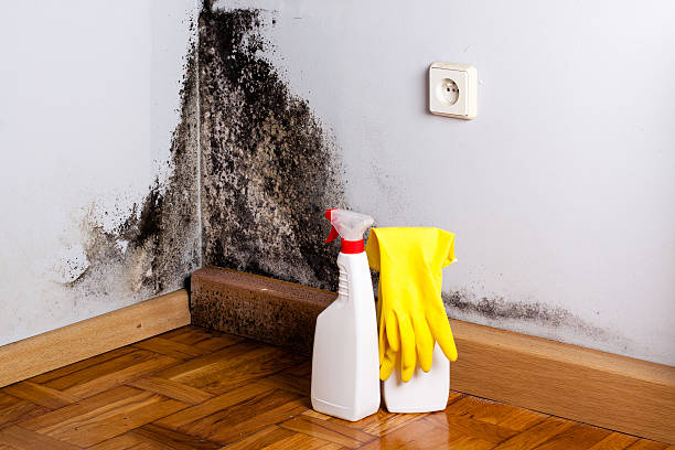 Best White Mold Remediation in Ohatchee, AL