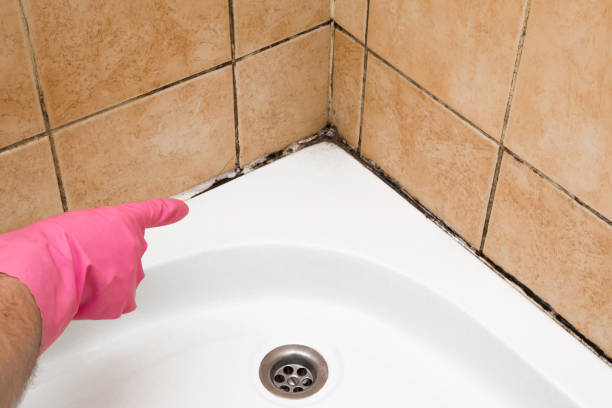 Best Attic Mold Remediation in Ohatchee, AL